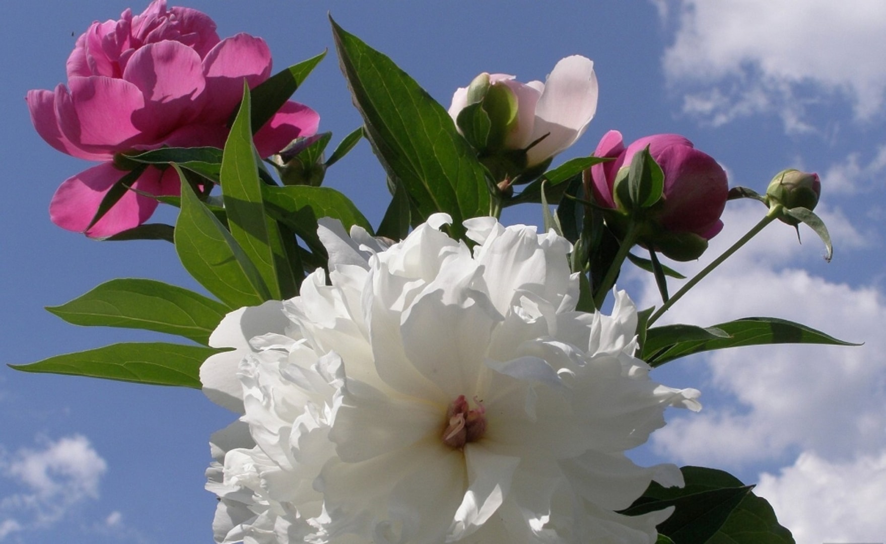 Pünkösd a Hotel Visegráddal